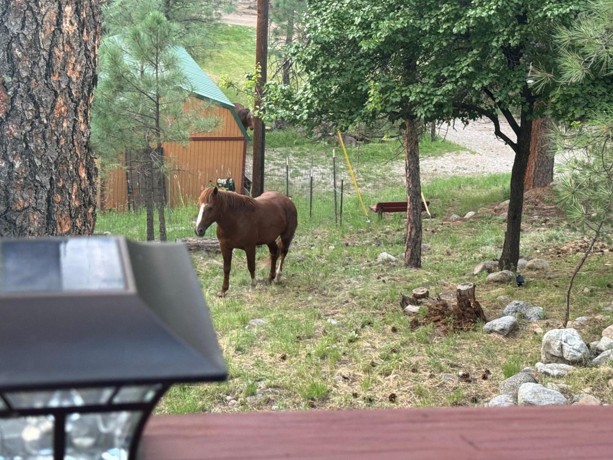 רואידוסו Gonzales Cozy Little Bear Cabin מראה חיצוני תמונה